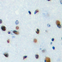 TEF Antibody