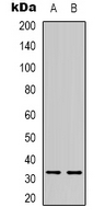 TEF Antibody