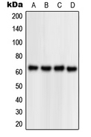 NPAS1 Antibody