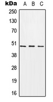 CHST1 Antibody