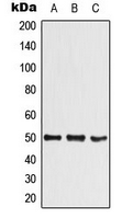 SHARP1 Antibody