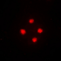 SRSF5 Antibody