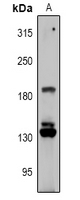 RGPD Antibody