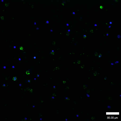 GATA1(Phospho-Ser310) Antibody