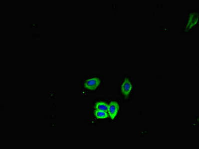 Hspa5 Antibody