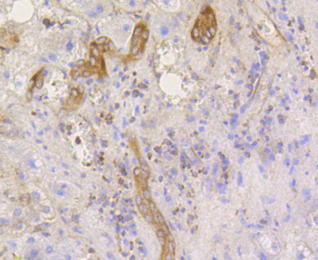 Phospho-eIF-2a(S51) Rabbit mAb