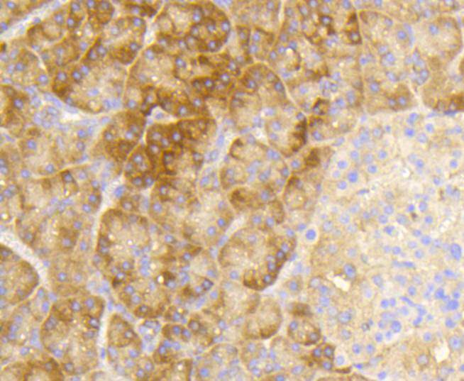 Phospho-eIF-2a(S51) Rabbit mAb