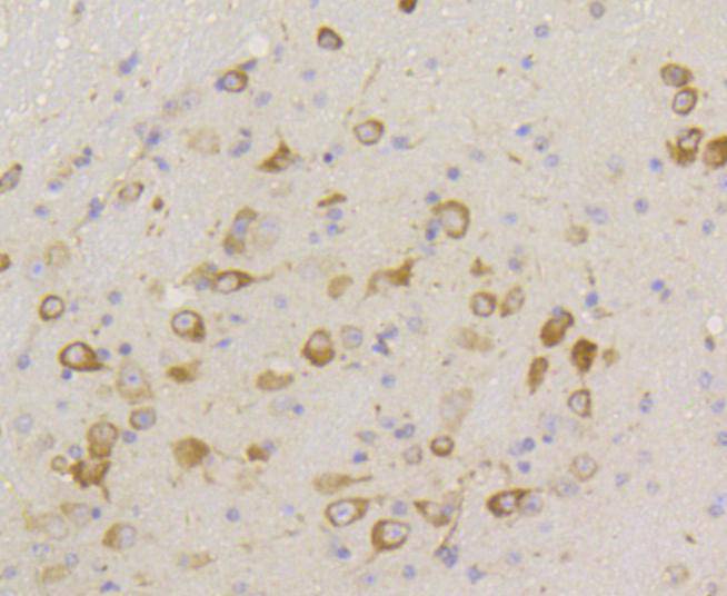 Phospho-eIF-2a(S51) Rabbit mAb