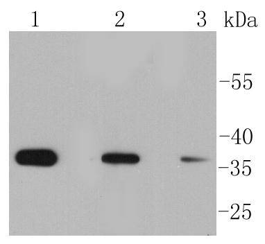 Phospho-eIF-2a(S51) Rabbit mAb