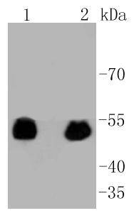 Phospho-p53(S392) Rabbit mAb
