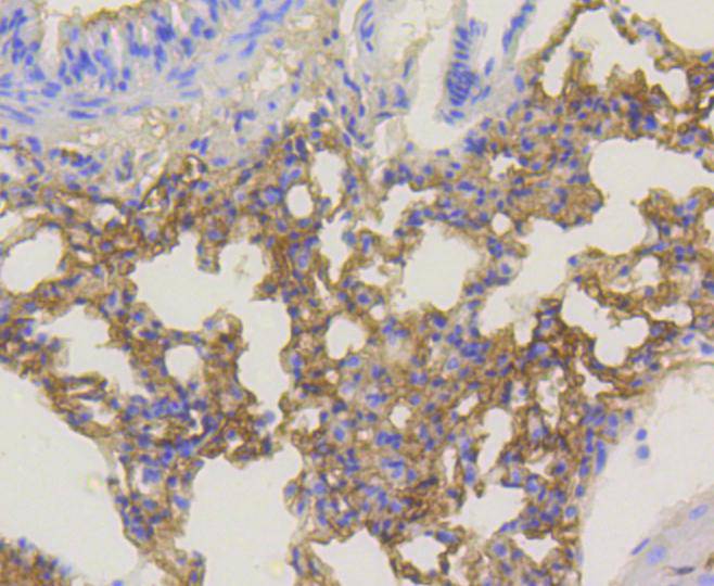 Phospho-Akt1(Ser473) Rabbit mAb