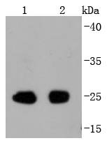 Phospho-eIF4E (S209) Rabbit mAb