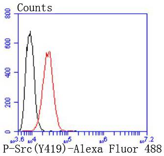 Phospho-Src(Y419) Rabbit mAb