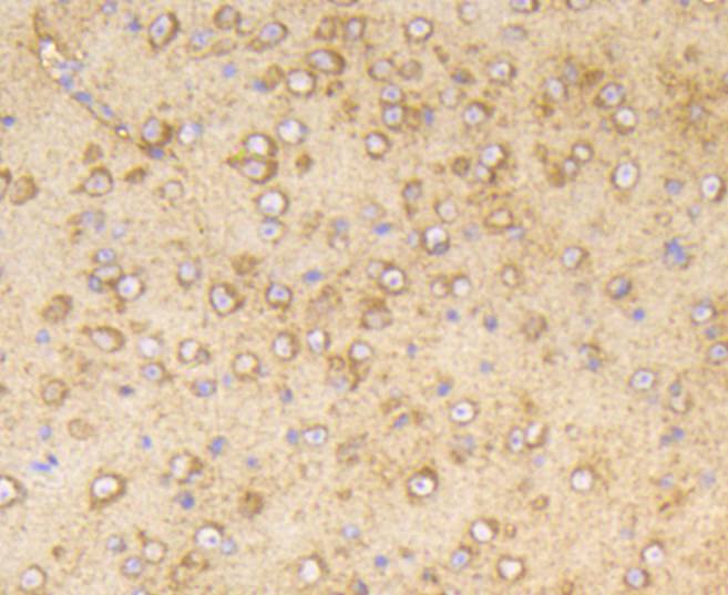 Phospho-PP2A(Y307) Rabbit mAb