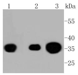 Phospho-PP2A(Y307) Rabbit mAb