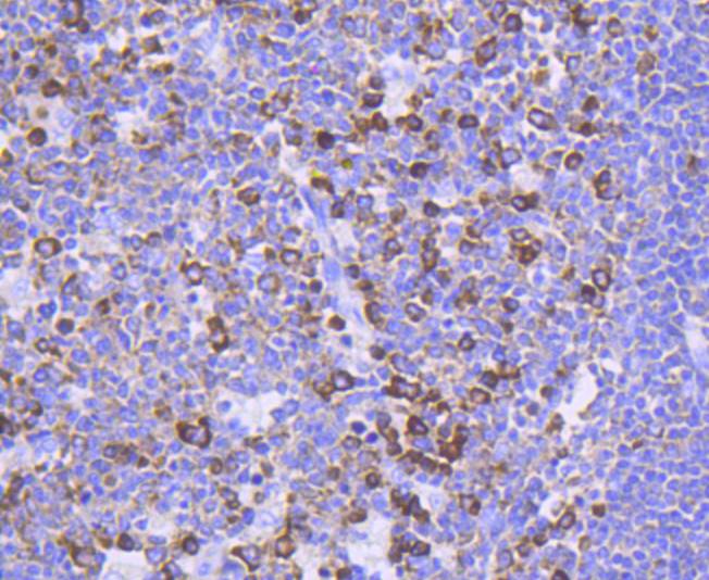 Phospho-FOXO3a(S253) Rabbit mAb