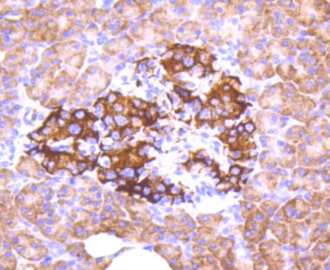 Phospho-FOXO3a(S253) Rabbit mAb