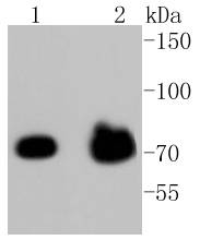 Phospho-FOXO3a(S253) Rabbit mAb
