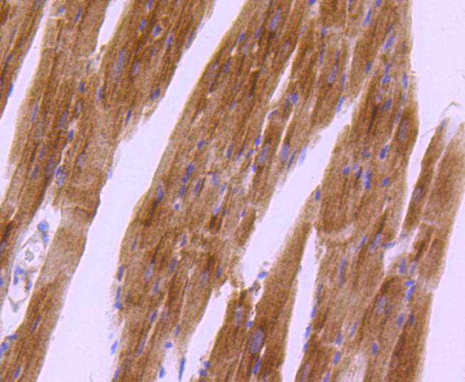Phospho-PKA R2 (S99) Rabbit mAb