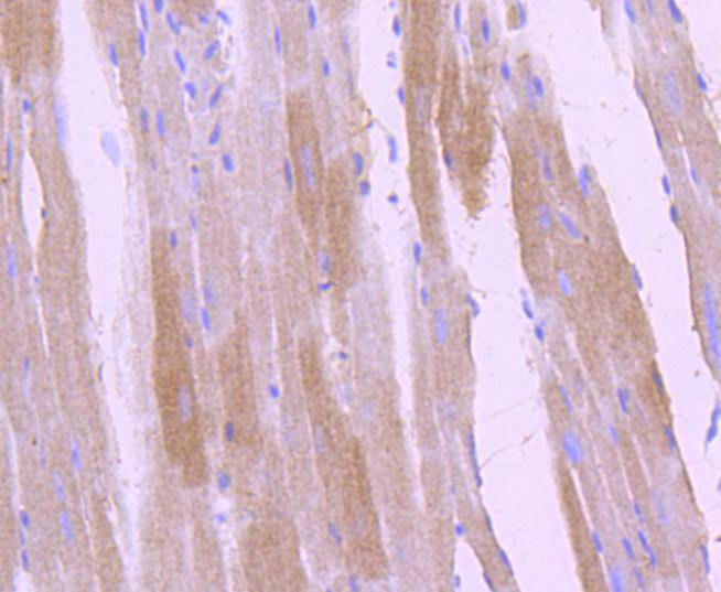 Phospho-TrkB(Y817) Rabbit mAb