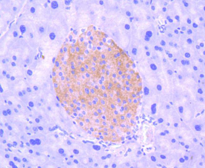Phospho-TrkB(Y817) Rabbit mAb