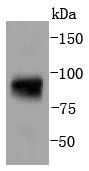 Phospho-Stat5(Y694) Rabbit mAb