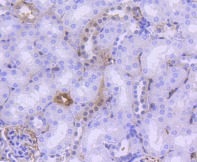 Phospho-YAP1 (S127) Rabbit mAb