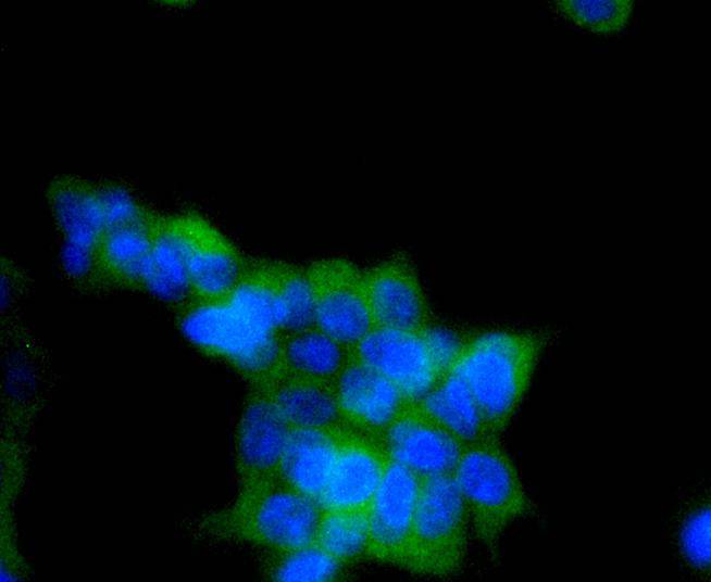 Phospho-AMPK alpha 1 (S496) Rabbit mAb