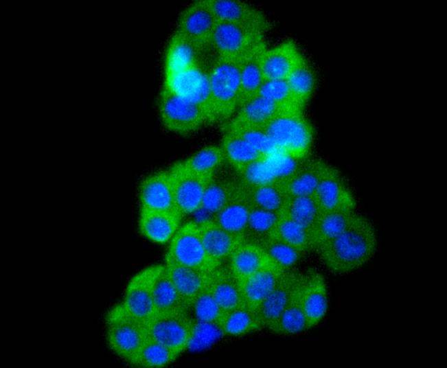 Phospho-B Raf(T401) Rabbit mAb