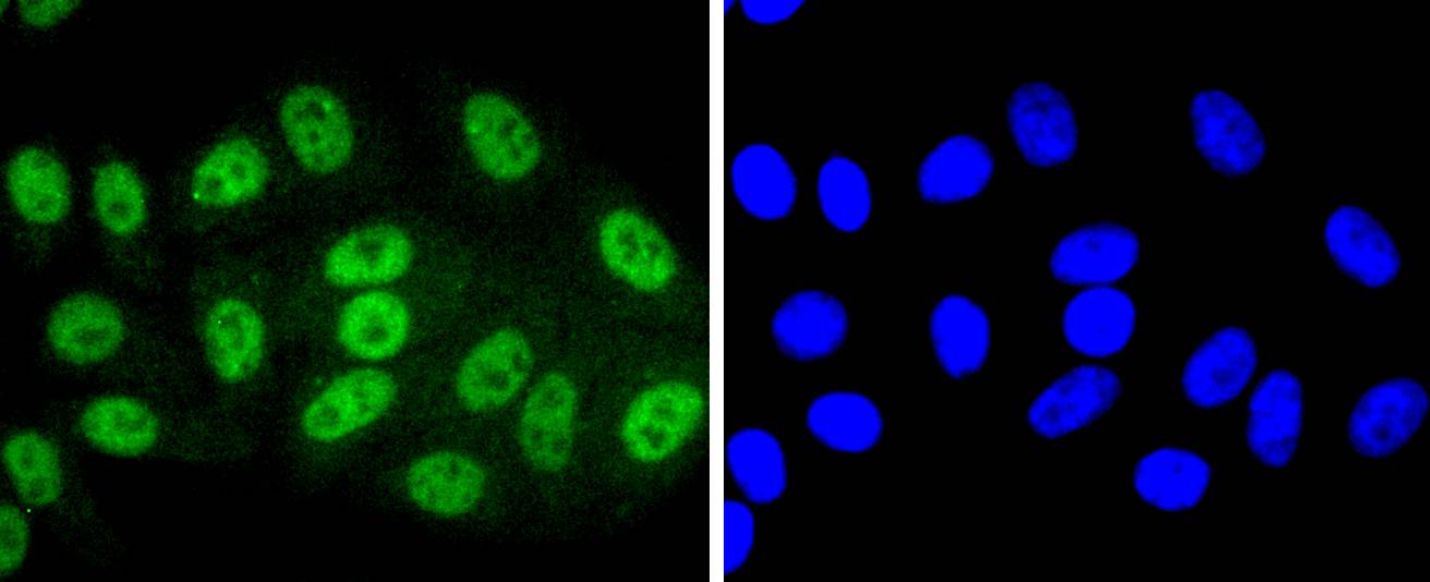 Phospho-SIRT1(T530) Rabbit mAb