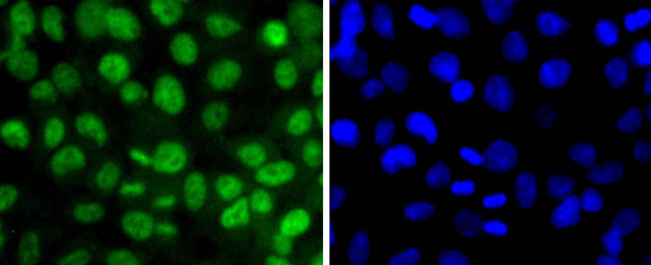 Phospho-SIRT1(T530) Rabbit mAb