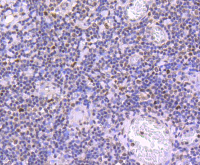 Phospho-JunD(S255) Rabbit mAb