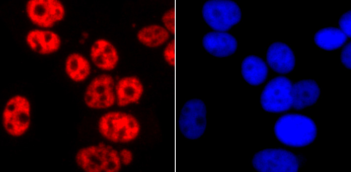 Phospho-POLR2A (S2) Rabbit mAb