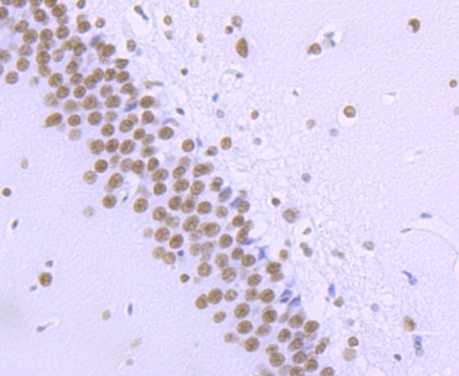 Phospho-POLR2A (S2) Rabbit mAb