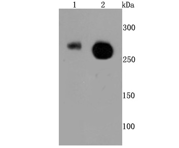 POLR2A (Phospho-S2) Antibody