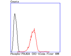 Phospho-POLR2A (S5) Rabbit mAb