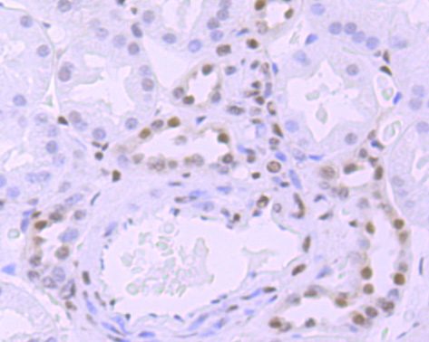 POLR2A (Phospho-S5) Antibody