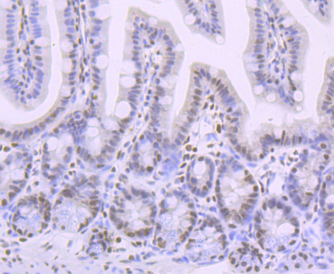 Phospho-Creb (S133) Rabbit mAb