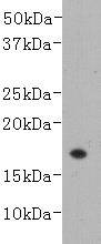 LT-alpha Antibody