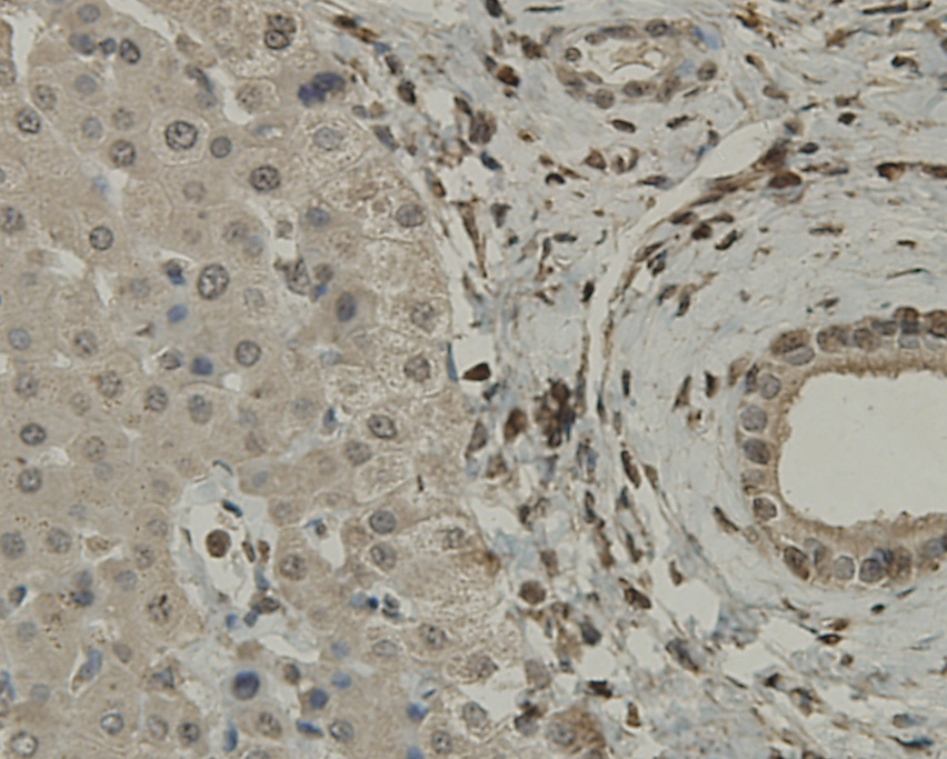 SCAI Antibody