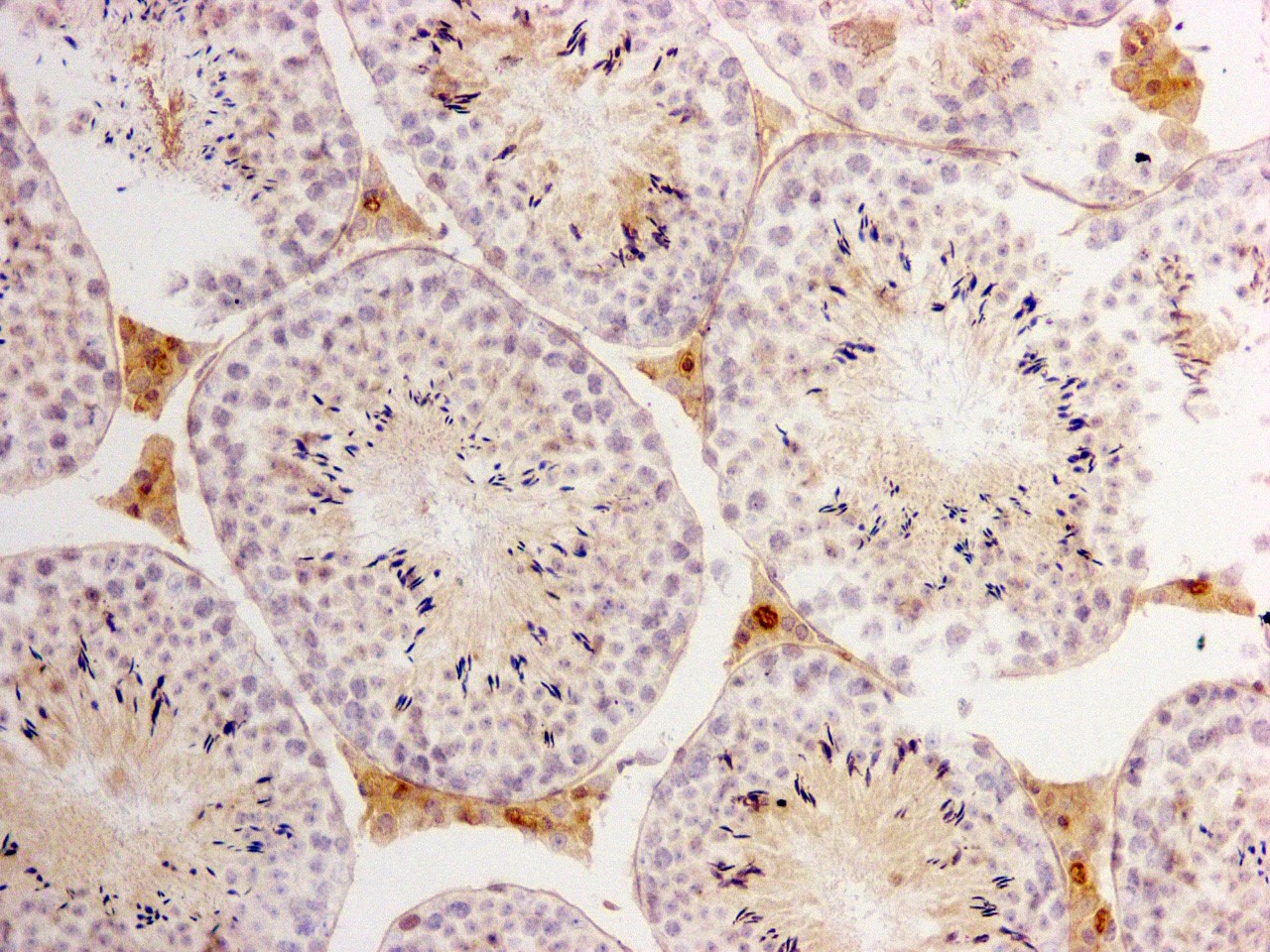 LDH-A Antibody