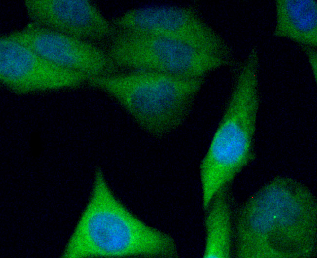 C10orf58 Antibody