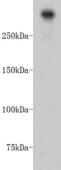DNA-PKcs/PRKDC Antibody