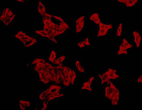 Alpha-tubulin Antibody