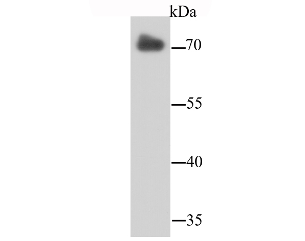 LMNB2 Antibody