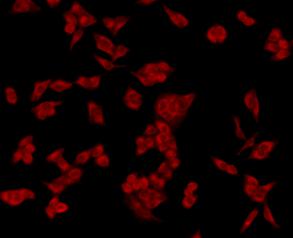 GRP78 BiP Antibody