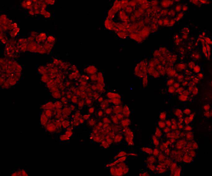 NF-κB p105/p50 Antibody