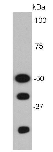NF-κB p105/p50 Antibody