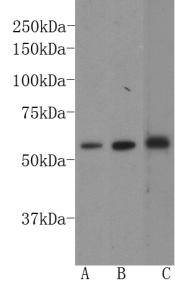 GATA4 Antibody