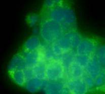 THY-1 Antibody
